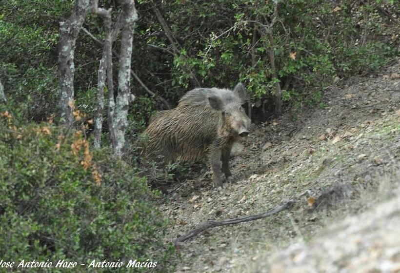 Отель Sierra De Andujar