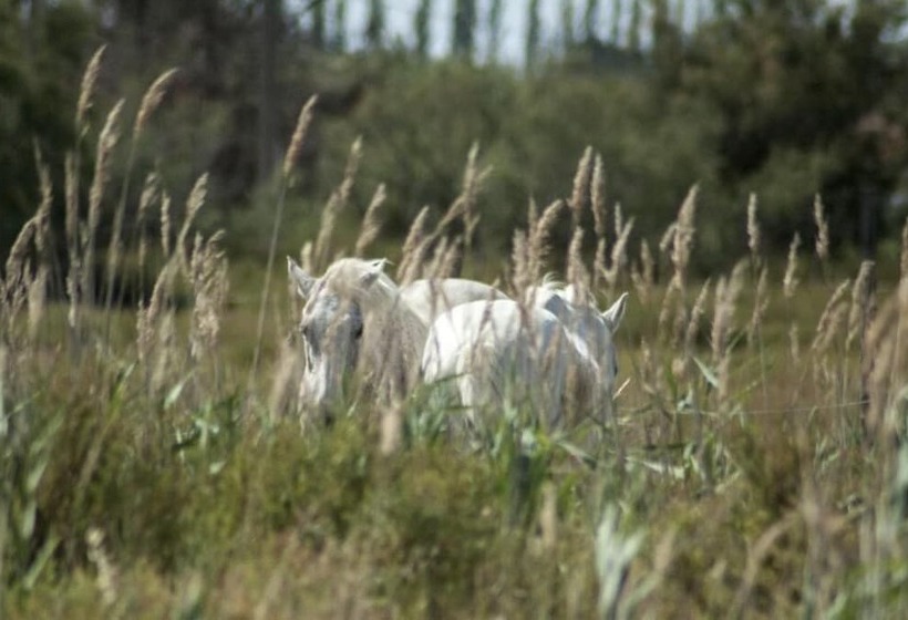 B&b Bergerie D Alivon En Camargue
