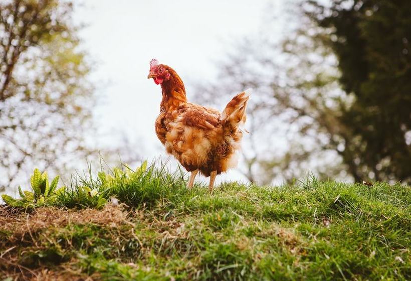 The Barn At North Lodge
