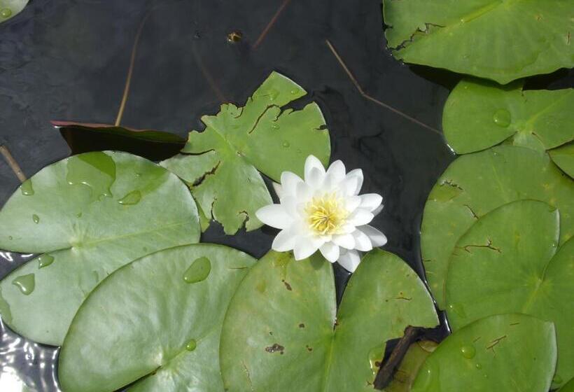 Пансион Casa Oana