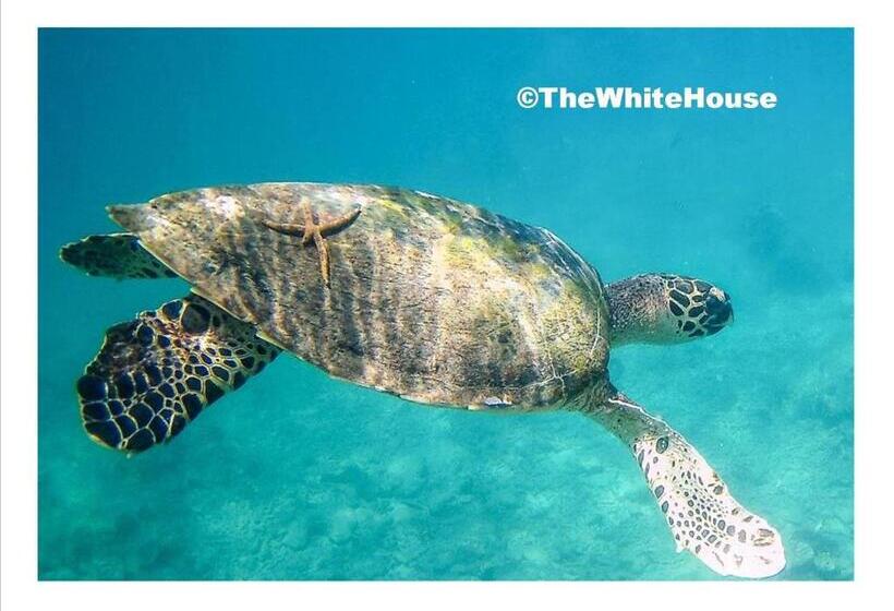 Pension The White House