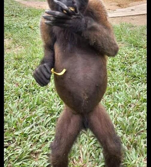 فندق Alto Amazonas