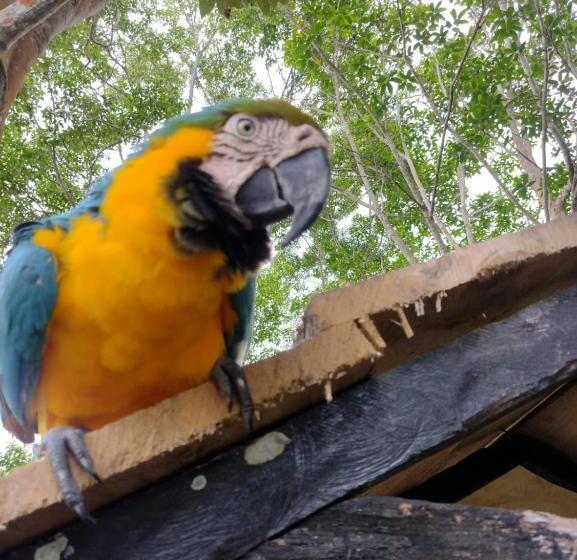 هتل Alto Amazonas