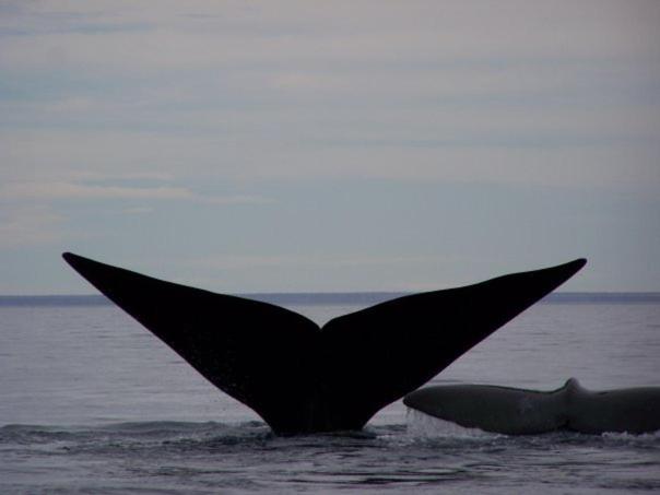 فندق صغير Del Nomade Hosteria Ecologica