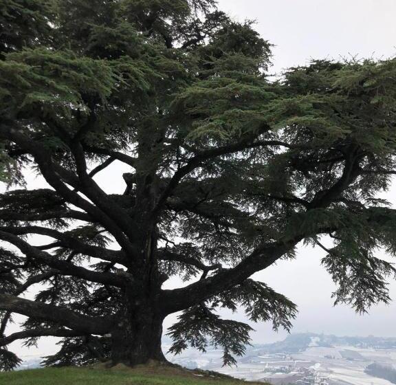 호텔 Agriturismo Viticcio