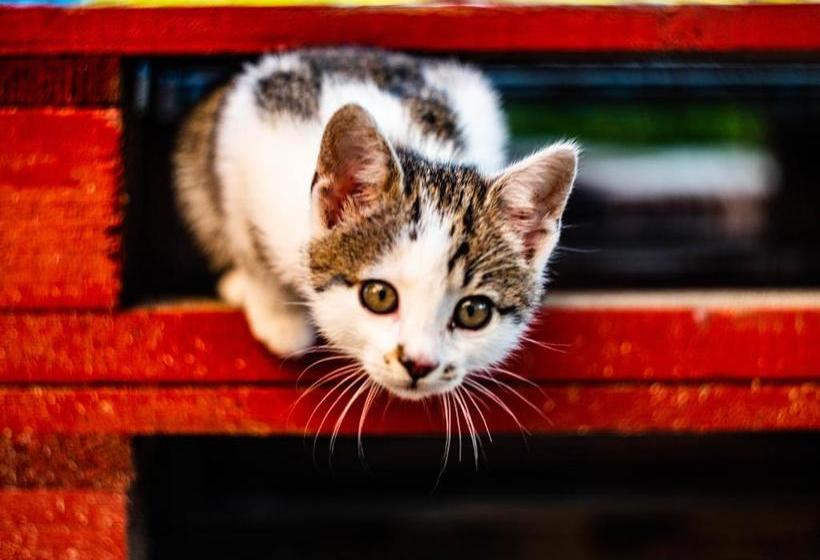 Namaste Hostel & Camping