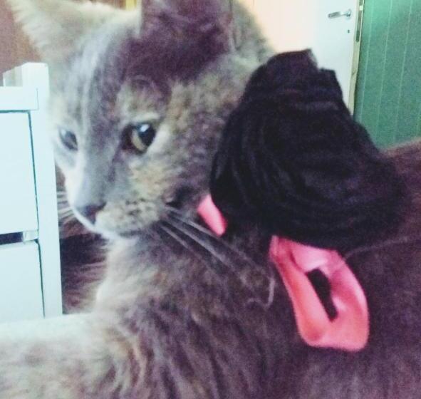 Vagamundo Hostel Carhue