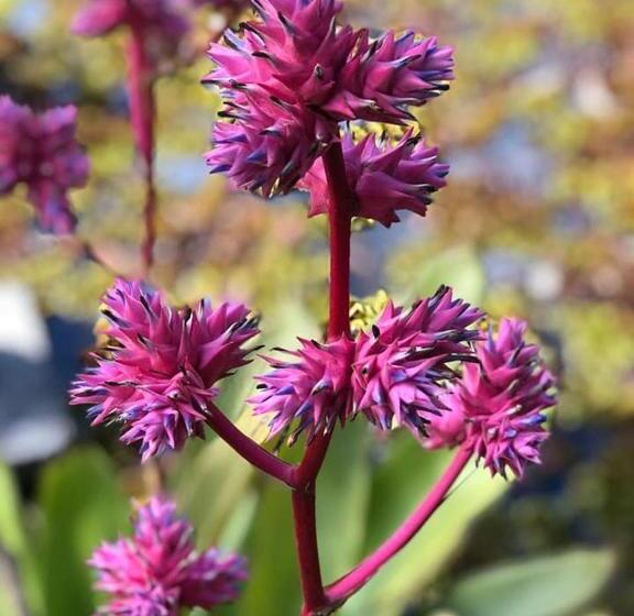 הוסטל Espaço Vaidya Ayurveda Pousada