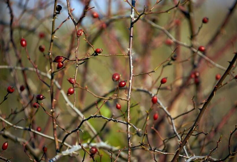 هتل Agriturismo Basaletto
