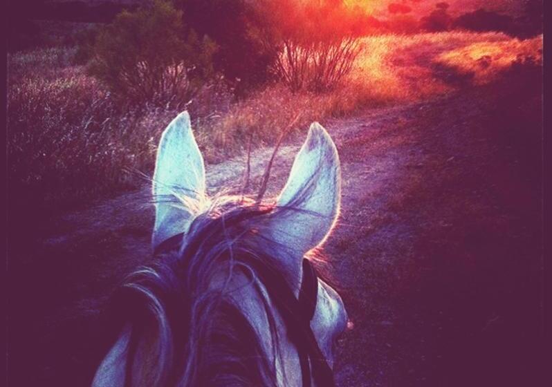 فندق Herdade D. Pedro