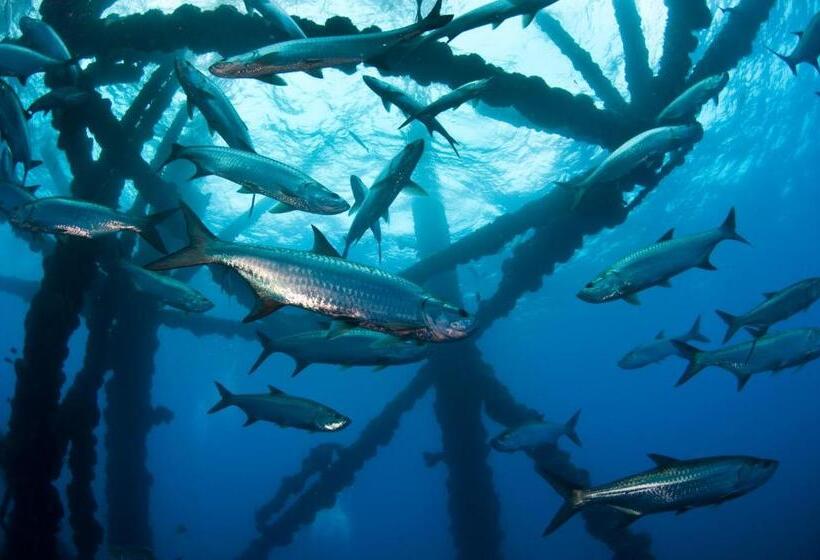 Отель Puerto Lobos Dive Camp