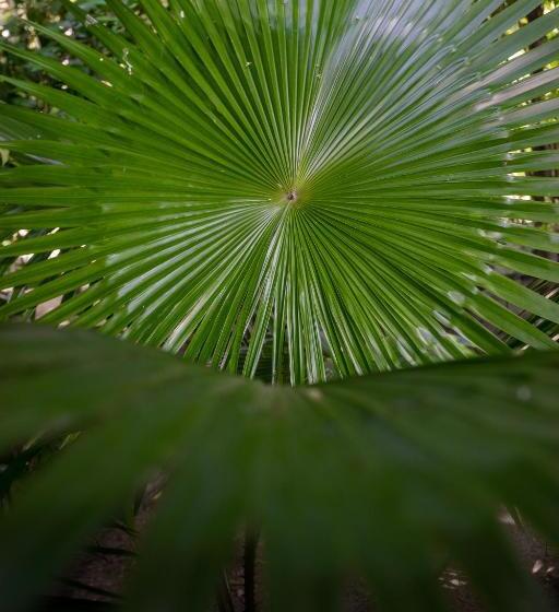 膳宿费 Forcus Cabanas