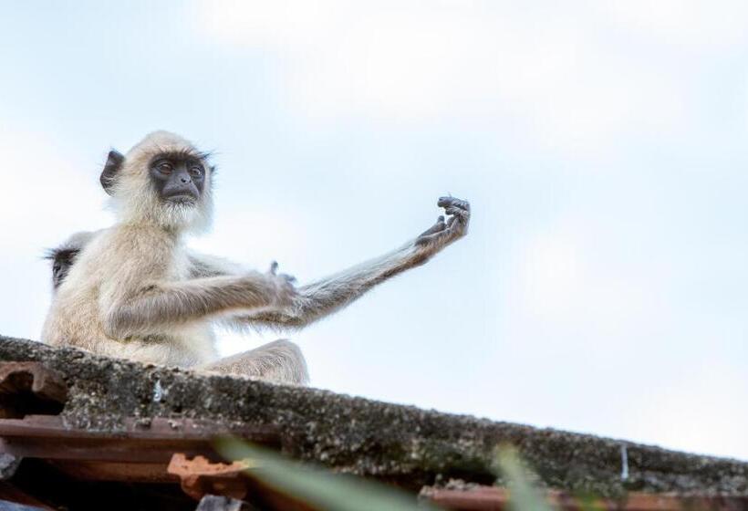 膳宿费 Forcus Cabanas