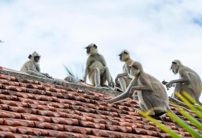 膳宿费 Forcus Cabanas