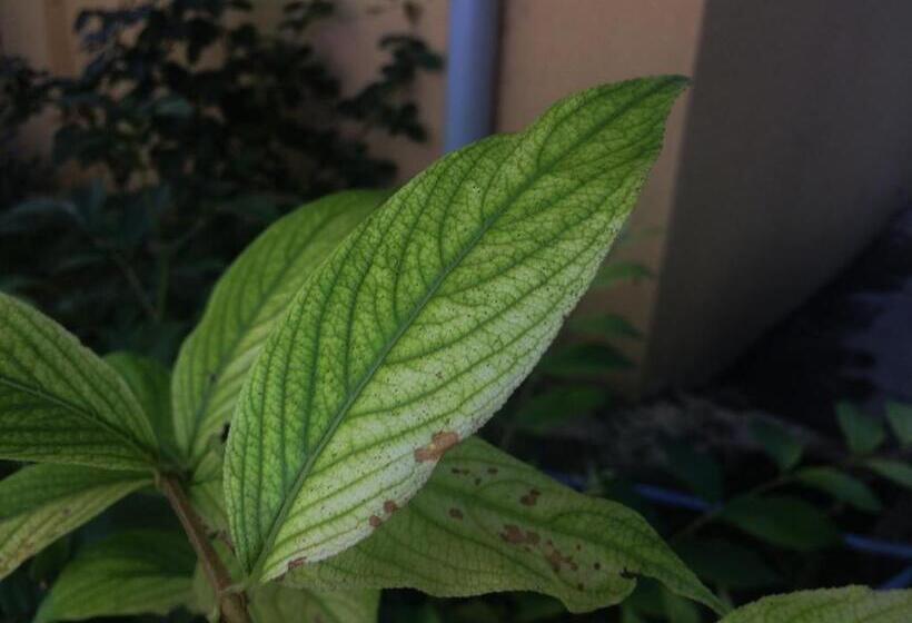 پانسیون Guest House Gelit