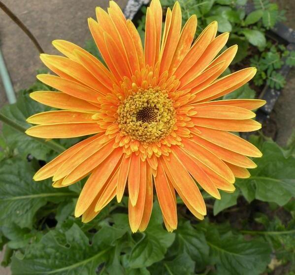 Пансион Sai Guru Guest House