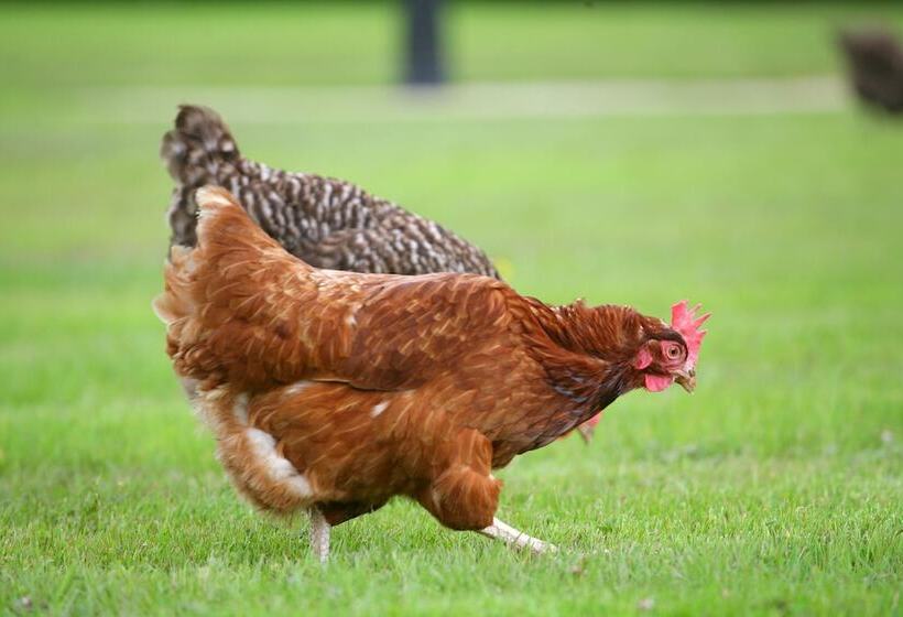 בית מלון כפרי Brooklodge & Macreddin Village