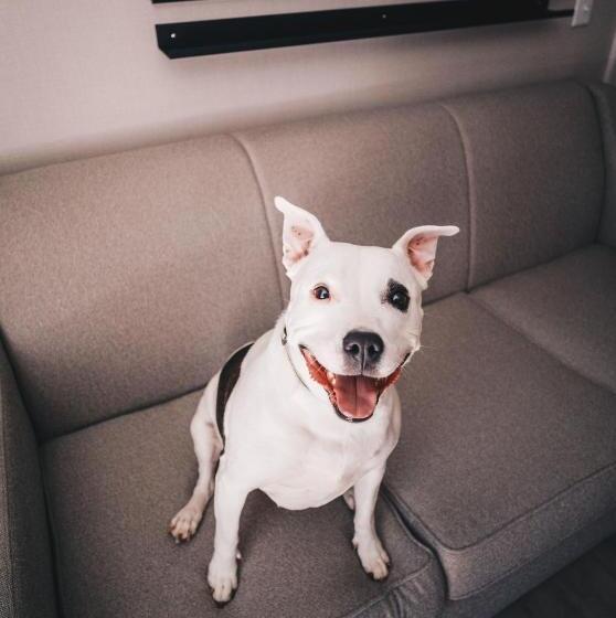 酒店 Hyatt Centric Downtown Minneapolis