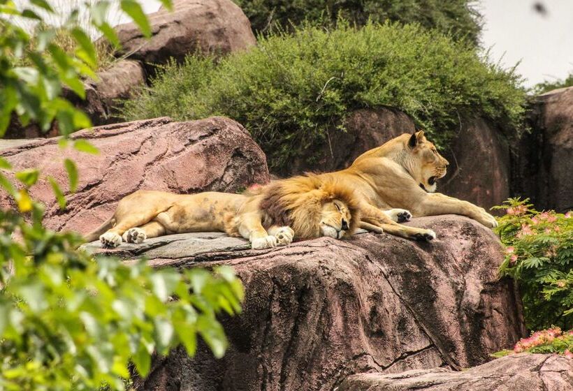 Отель Premiere Classe Saintes