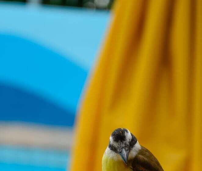 בית מלון כפרי Tubarão