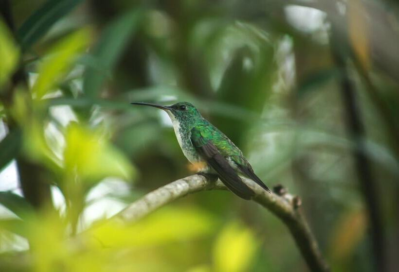 渡假胜地 Casablanca