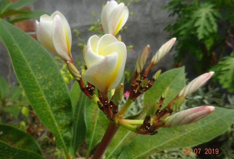 Nocleg ze śniadaniem Murnis Bungalow