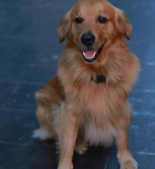 Lijiang Desti Youth Park Hostel