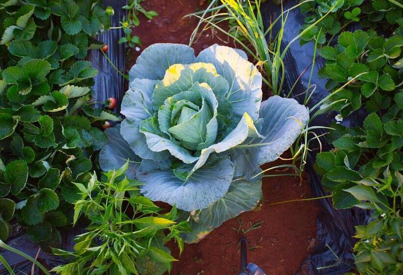 Отель Shivsagar Resort & Spa