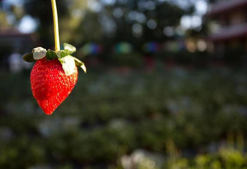 Отель Shivsagar Resort & Spa