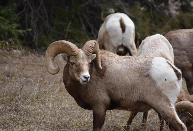 Panzió Dave & Honey's Accommodation