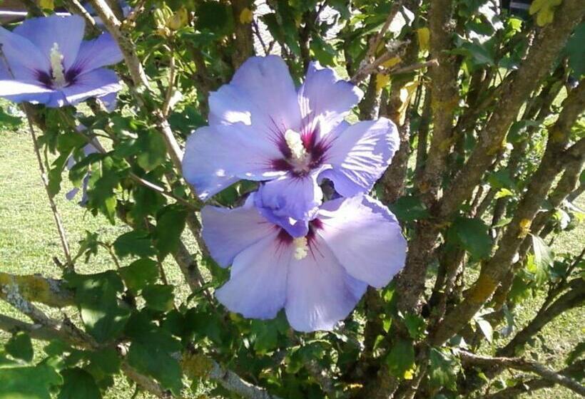 پانسیون Gästehaus Annemarie