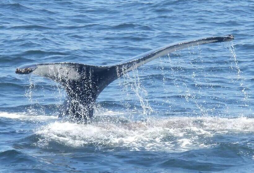 Bed and Breakfast Gite La Maison Rochefort