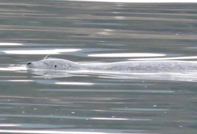 Bed and Breakfast Gite La Maison Rochefort