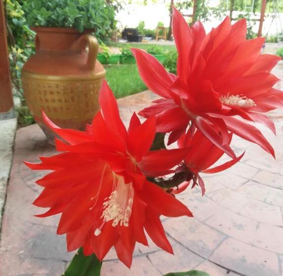 ホテル Alba Family Club