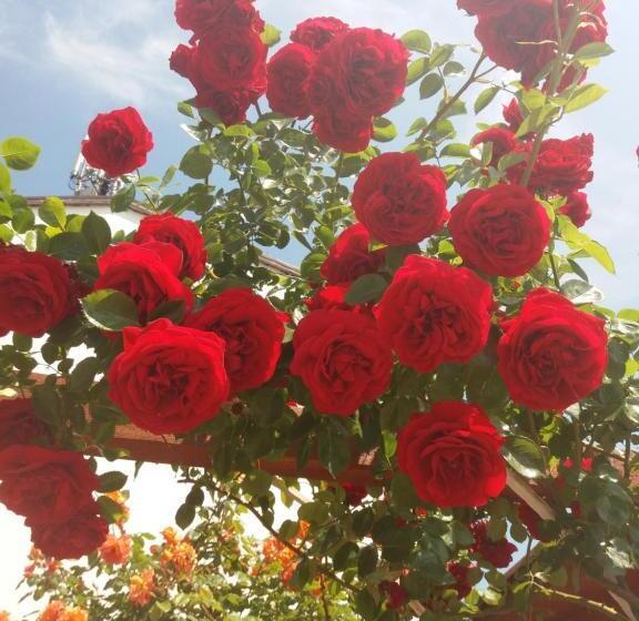 ホテル Alba Family Club