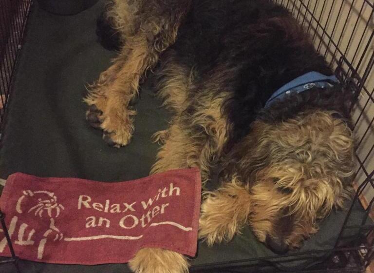 住宿加早餐  The Carew Arms