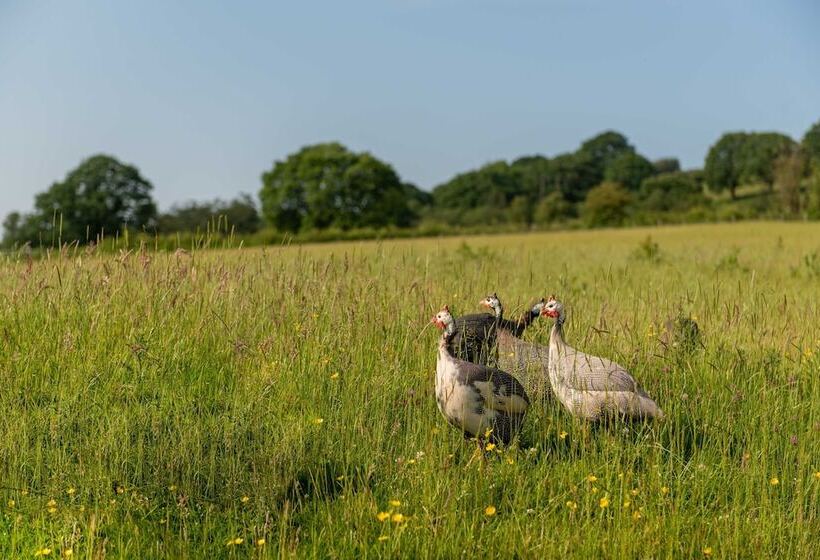 Alltybrain Farm Cottages And B&b