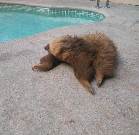 Пансион Arococles