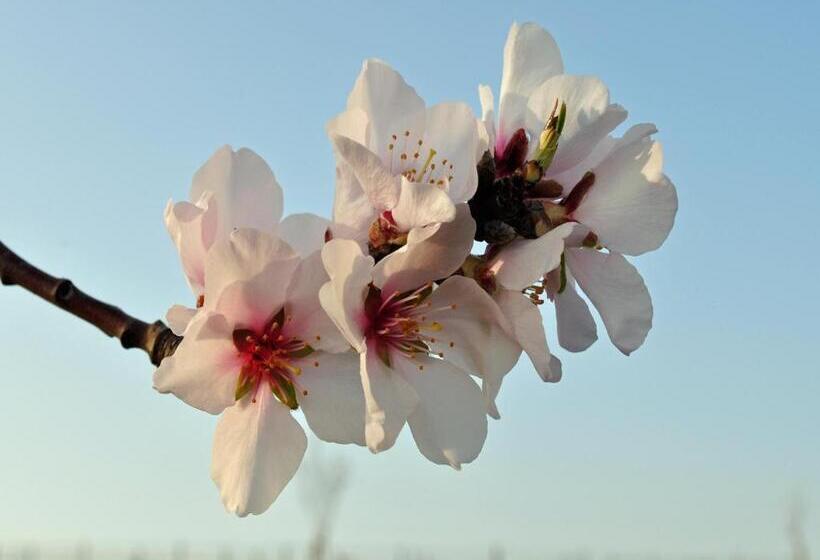 بنسيون Hofgarten Rosa