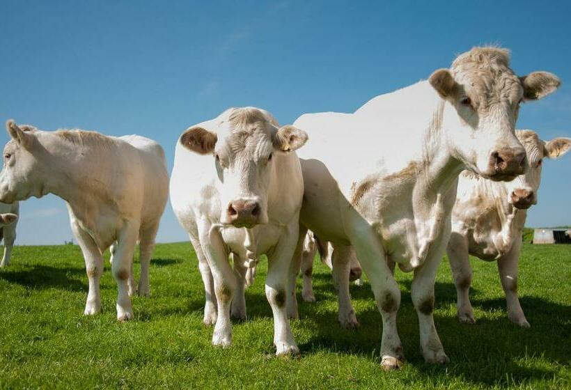 צימר Beera Farmhouse