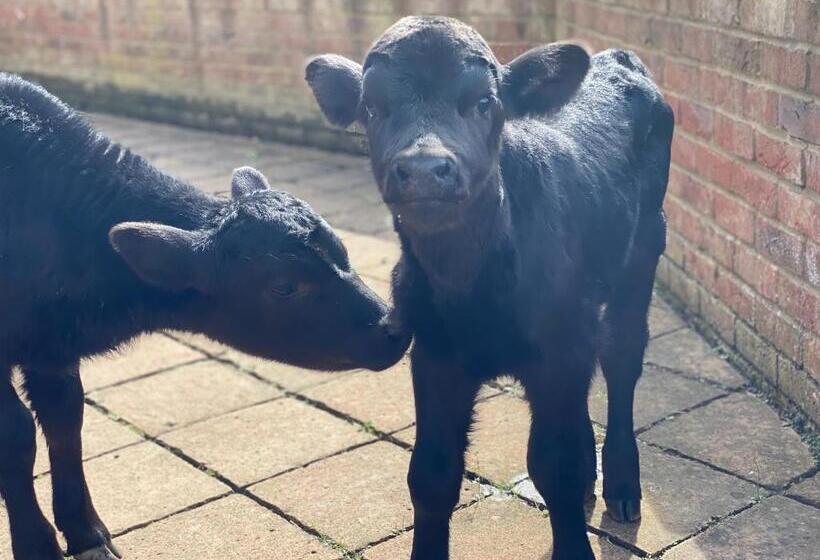 ベッドアンドブレックファースト Chadwell Hill Farm