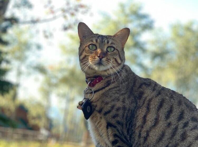 צימר Montana Hill Guest Ranch