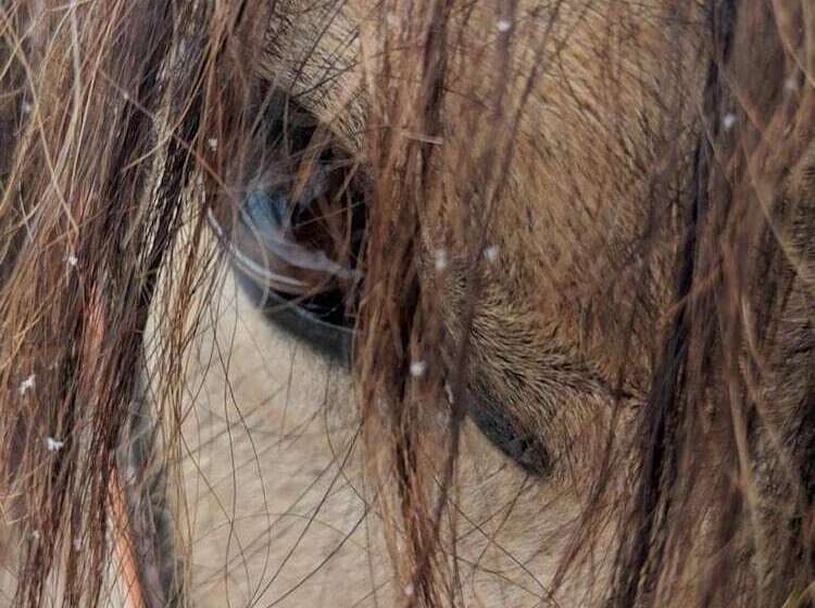 צימר Montana Hill Guest Ranch