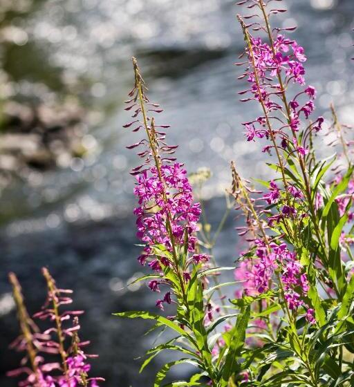 פונדק Melderstein Herrgård