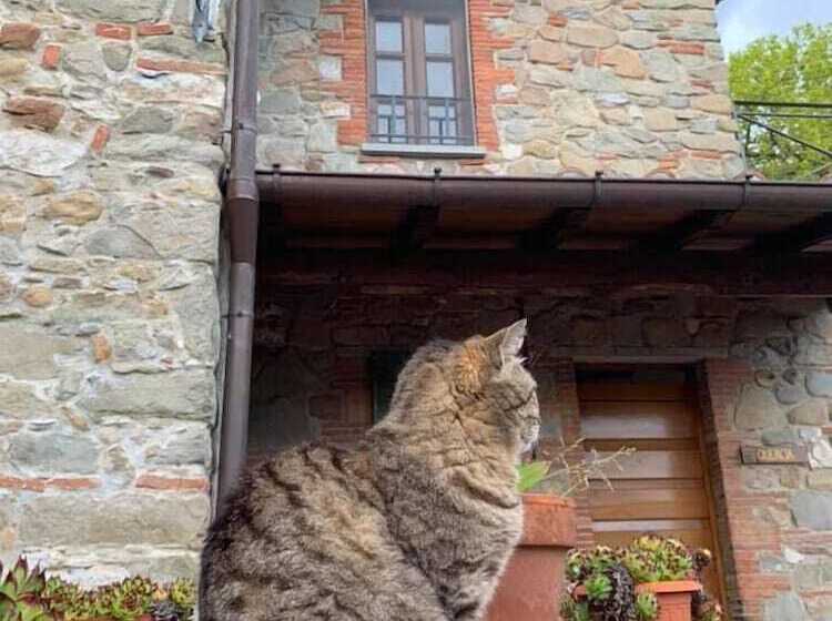 בית מלון כפרי Agriturismo Il Pino