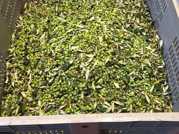 בית מלון כפרי Agriturismo Il Pino