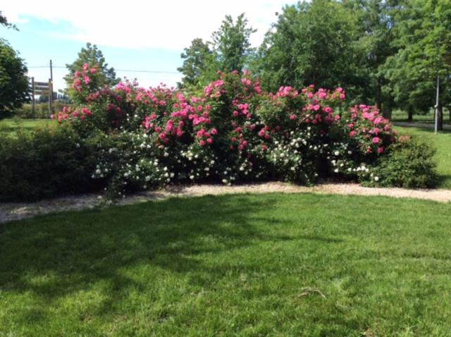 فندق Agriturismo Podere Casino