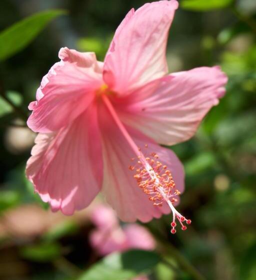 فندق Campestre La Gaitana