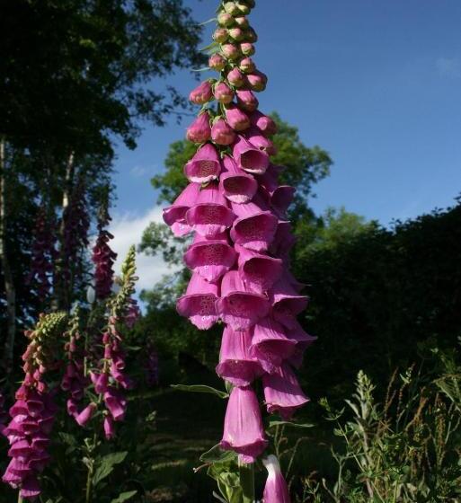 ペンション Kräuterbaude