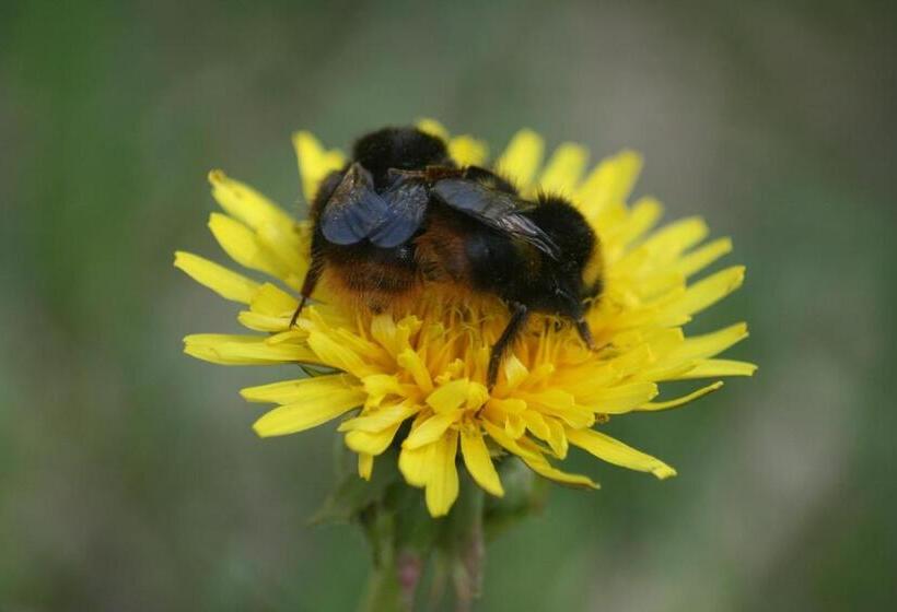 ペンション Kräuterbaude